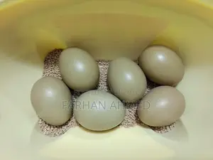 Pheasant Ringneck Bird Eggs