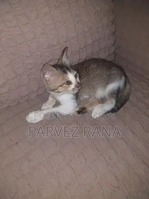 Cat adoption