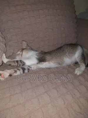 Cat adoption