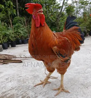 টাইগার মোরগ