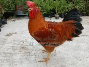 টাইগার মোরগ