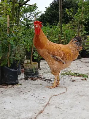 টাইগার মোরগ