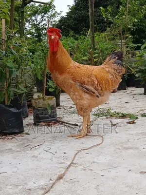 টাইগার মোরগ