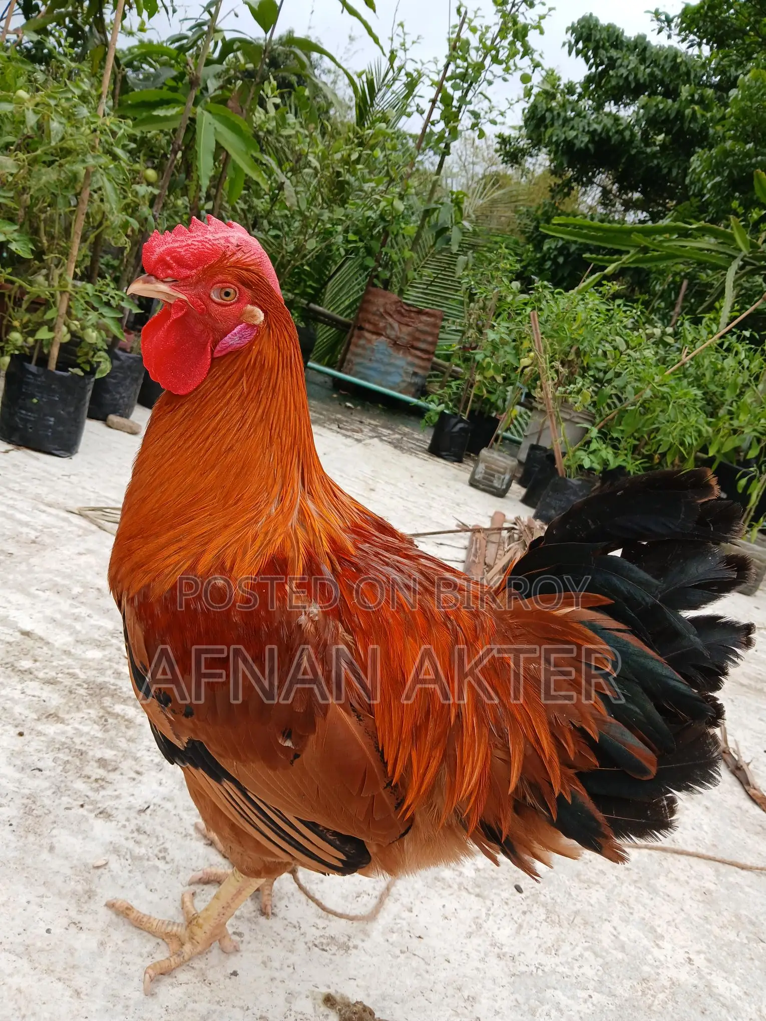 টাইগার মোরগ