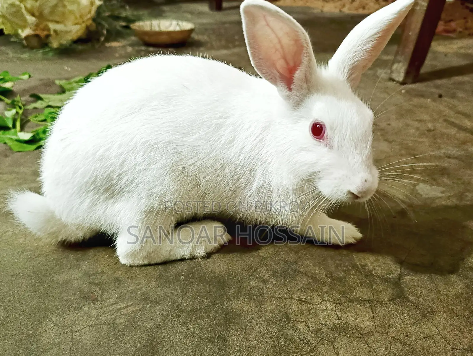 Rabbits for sale