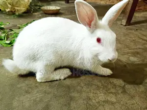 Rabbits for sale