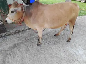 Selling Local Bull