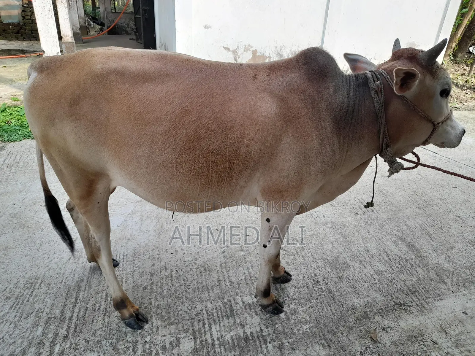Selling Local Bull