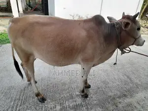 Selling Local Bull