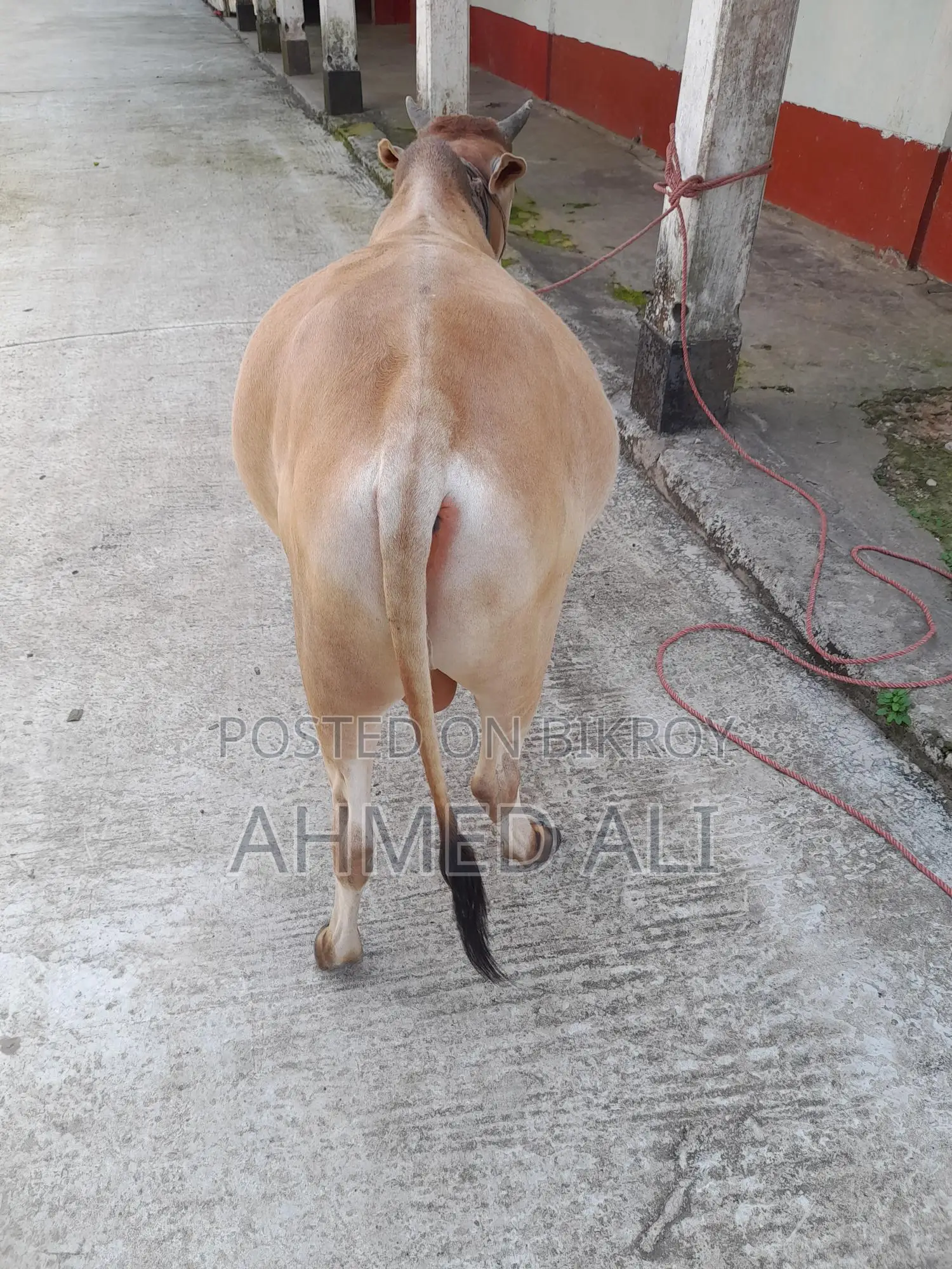 Selling Local Bull