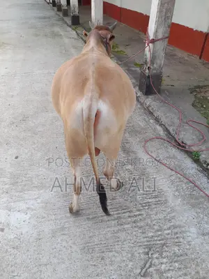 Selling Local Bull