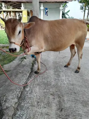 Selling Local Bull