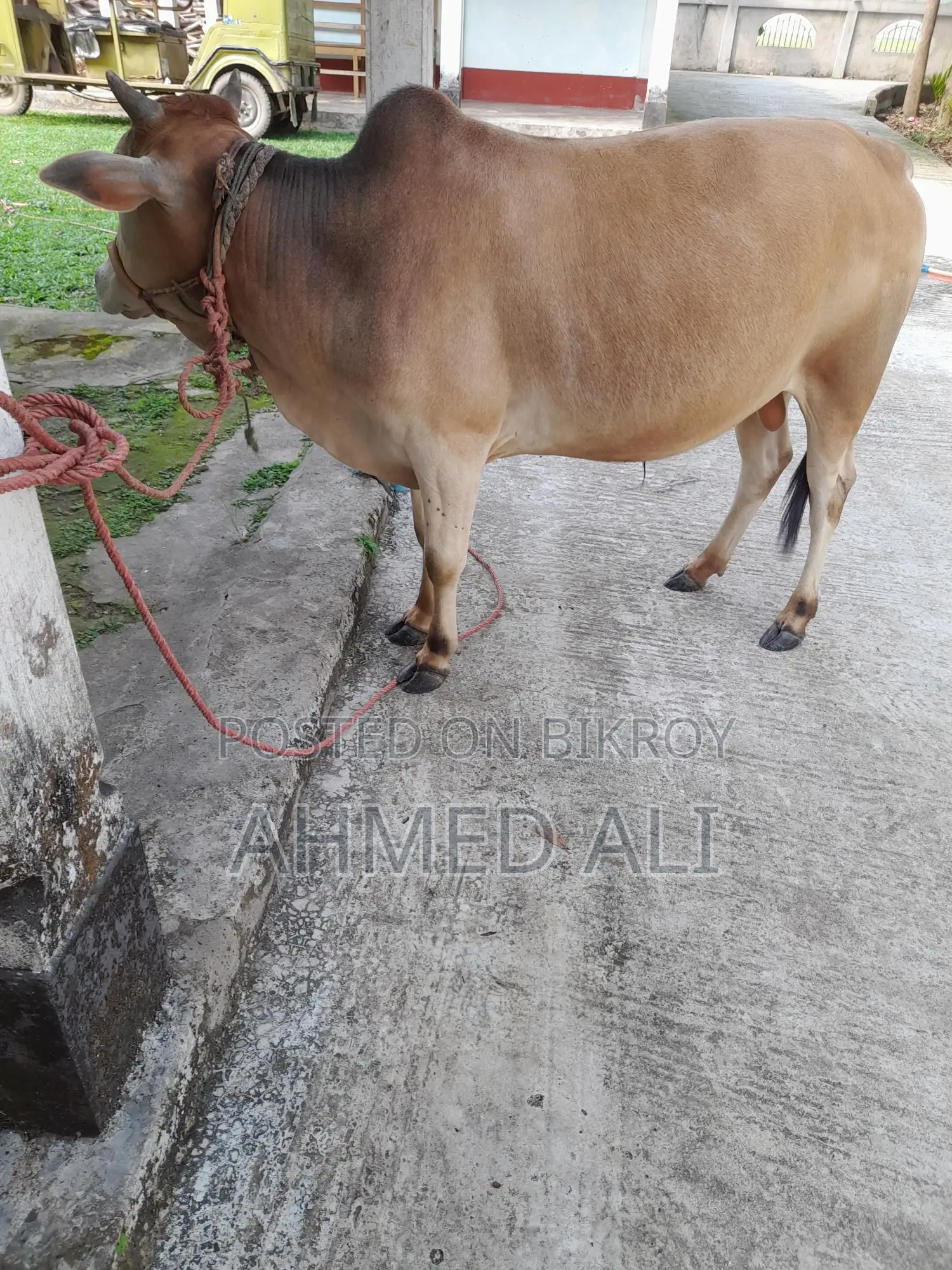 Selling Local Bull