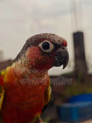 টেম কুনর পাখি