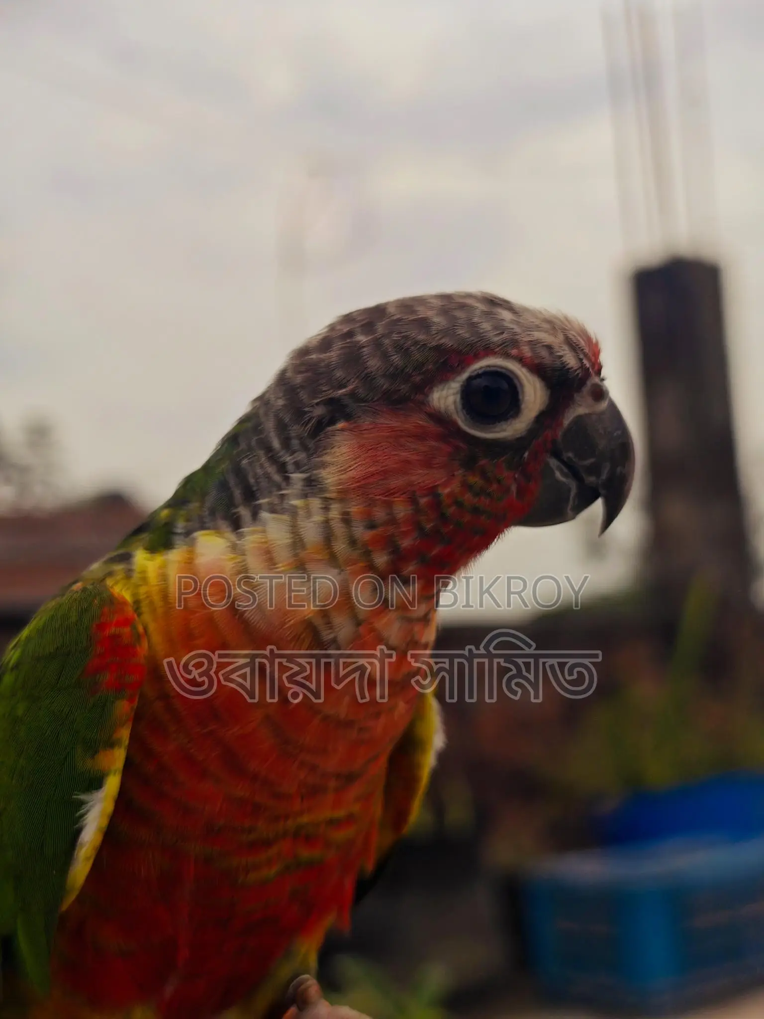 টেম কুনর পাখি
