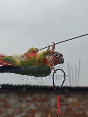 টেম কুনর পাখি