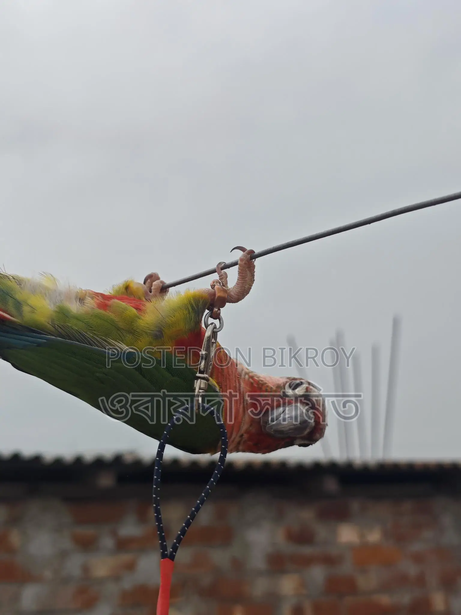 টেম কুনর পাখি