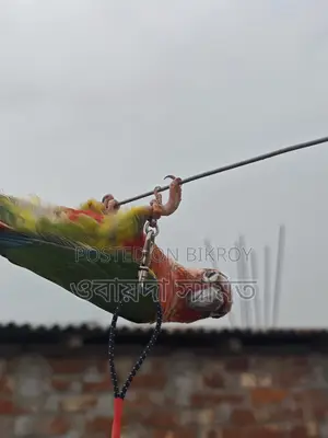 টেম কুনর পাখি