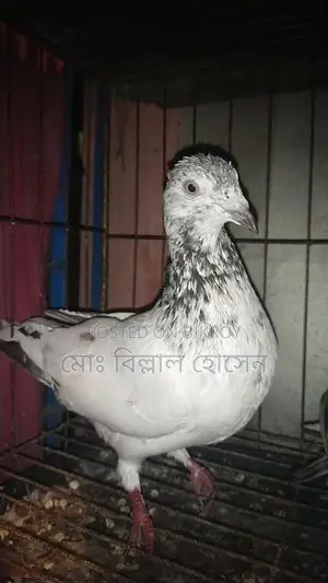 Smart Pigeon Lover