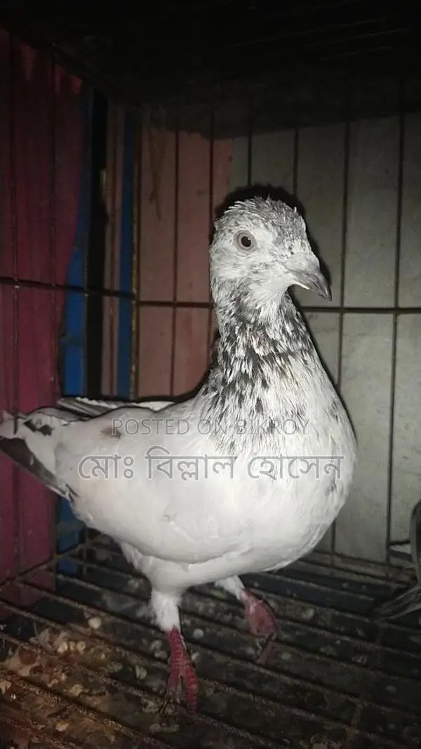 Smart Pigeon Lover