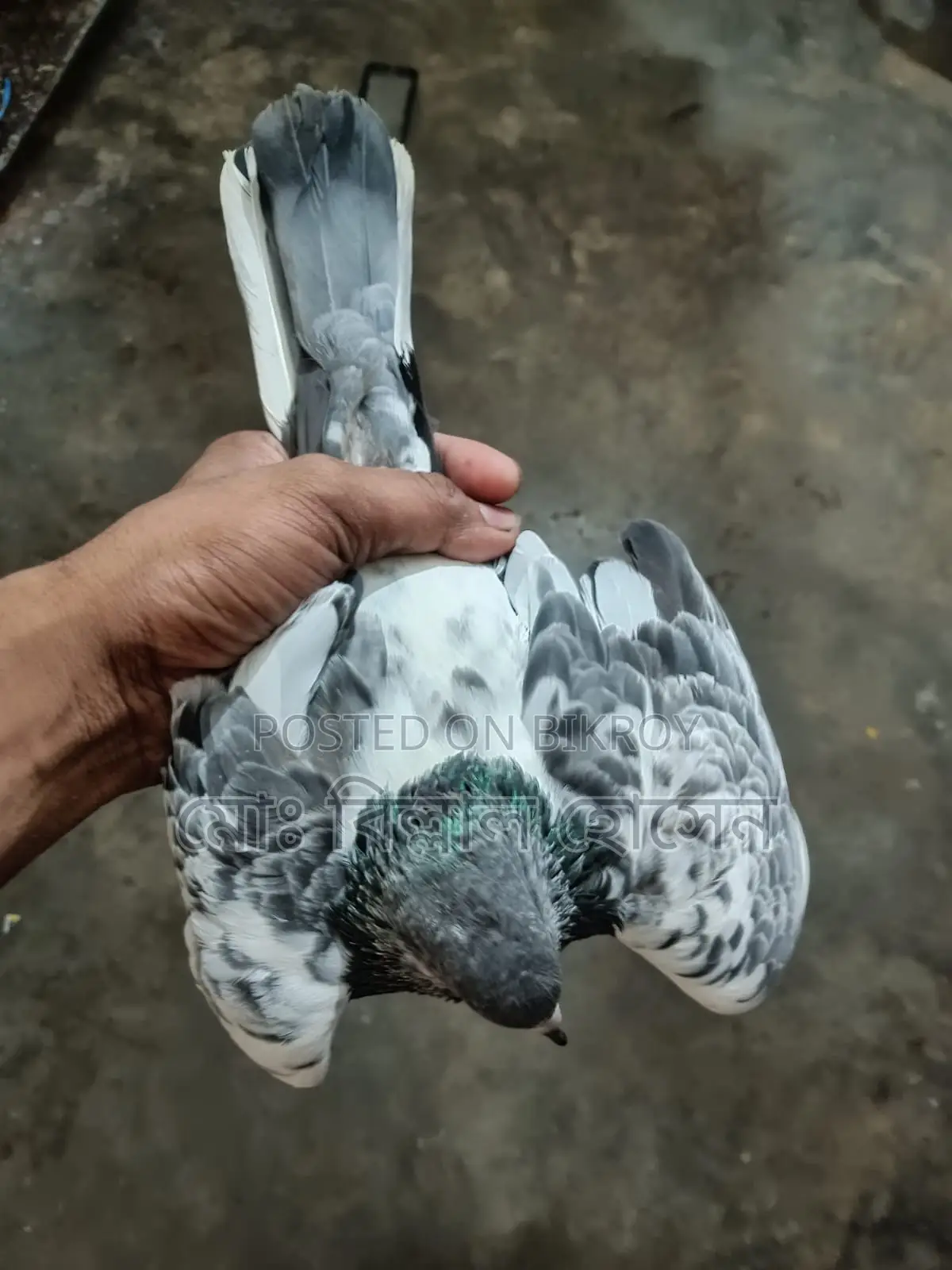 Smart Pigeon Lover