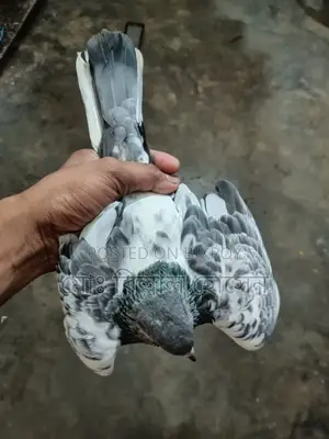 Smart Pigeon Lover