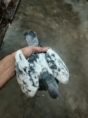 Smart Pigeon Lover