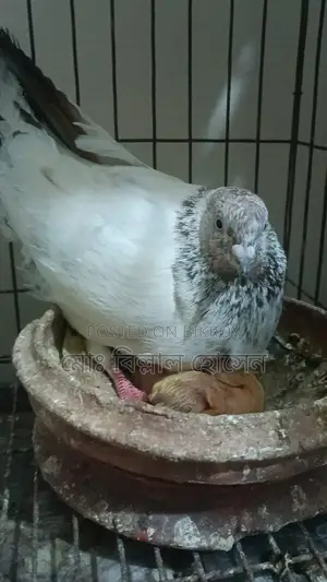 Smart Pigeon Lover