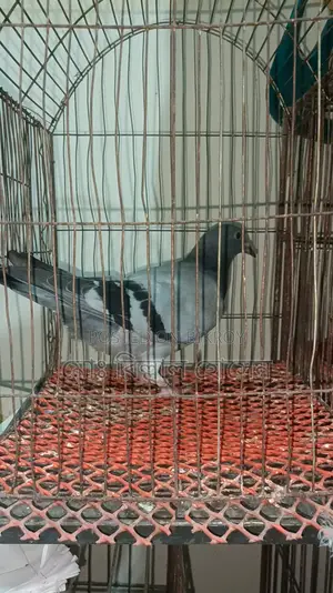 Smart Pigeon Lover
