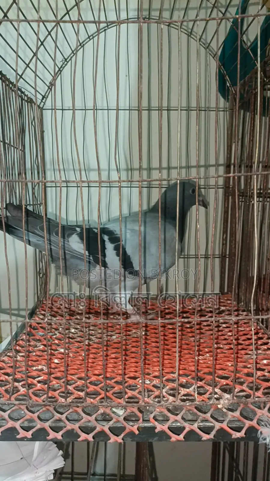 Smart Pigeon Lover