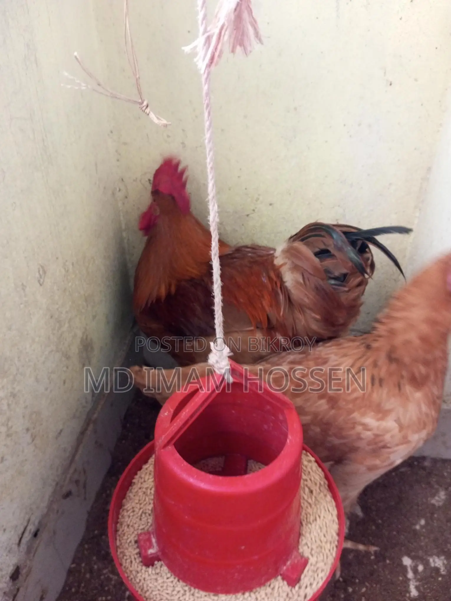 Egg-Laying Hens