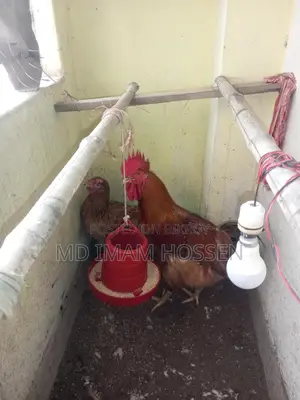 টাকার খুব দরকার তাই মুরগি বিক্রি করব
