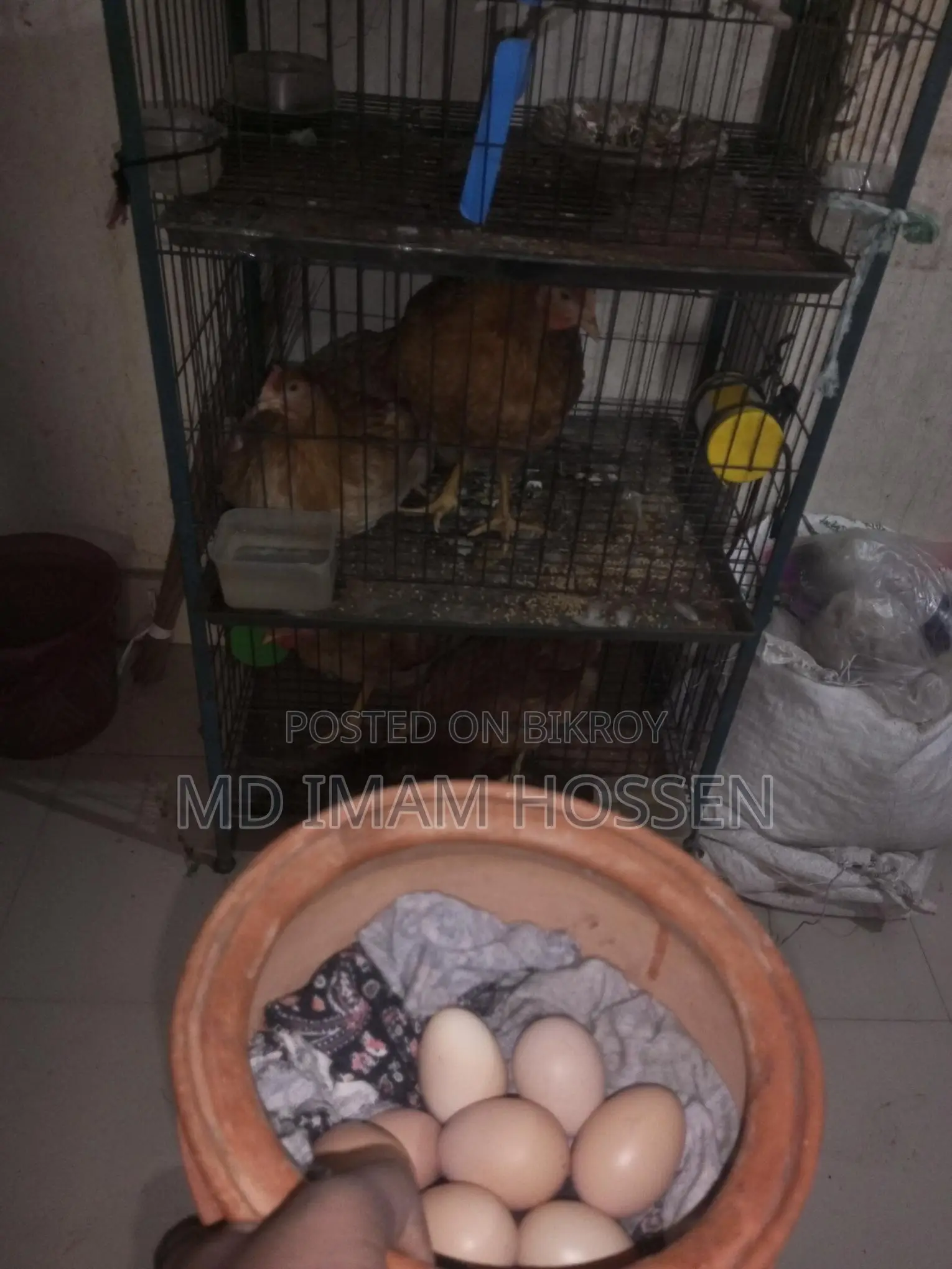 Egg-Laying Hens