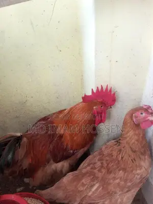 Need Money Urgently, Selling Chickens