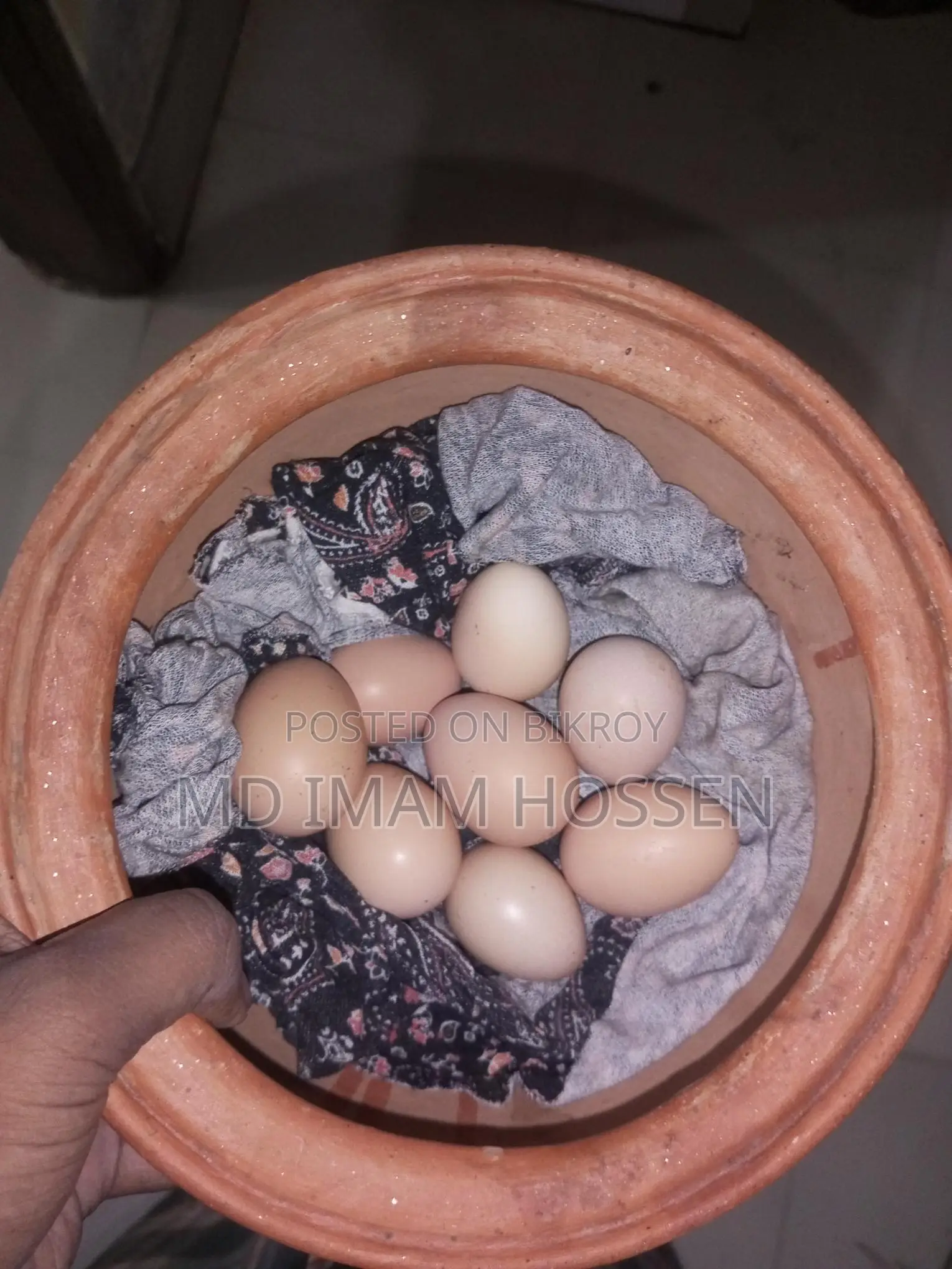 Egg-Laying Hens