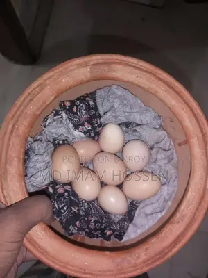 Egg-Laying Hens