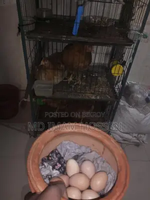 Need Money Urgently, Selling Chickens