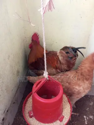 Need Money Urgently, Selling Chickens