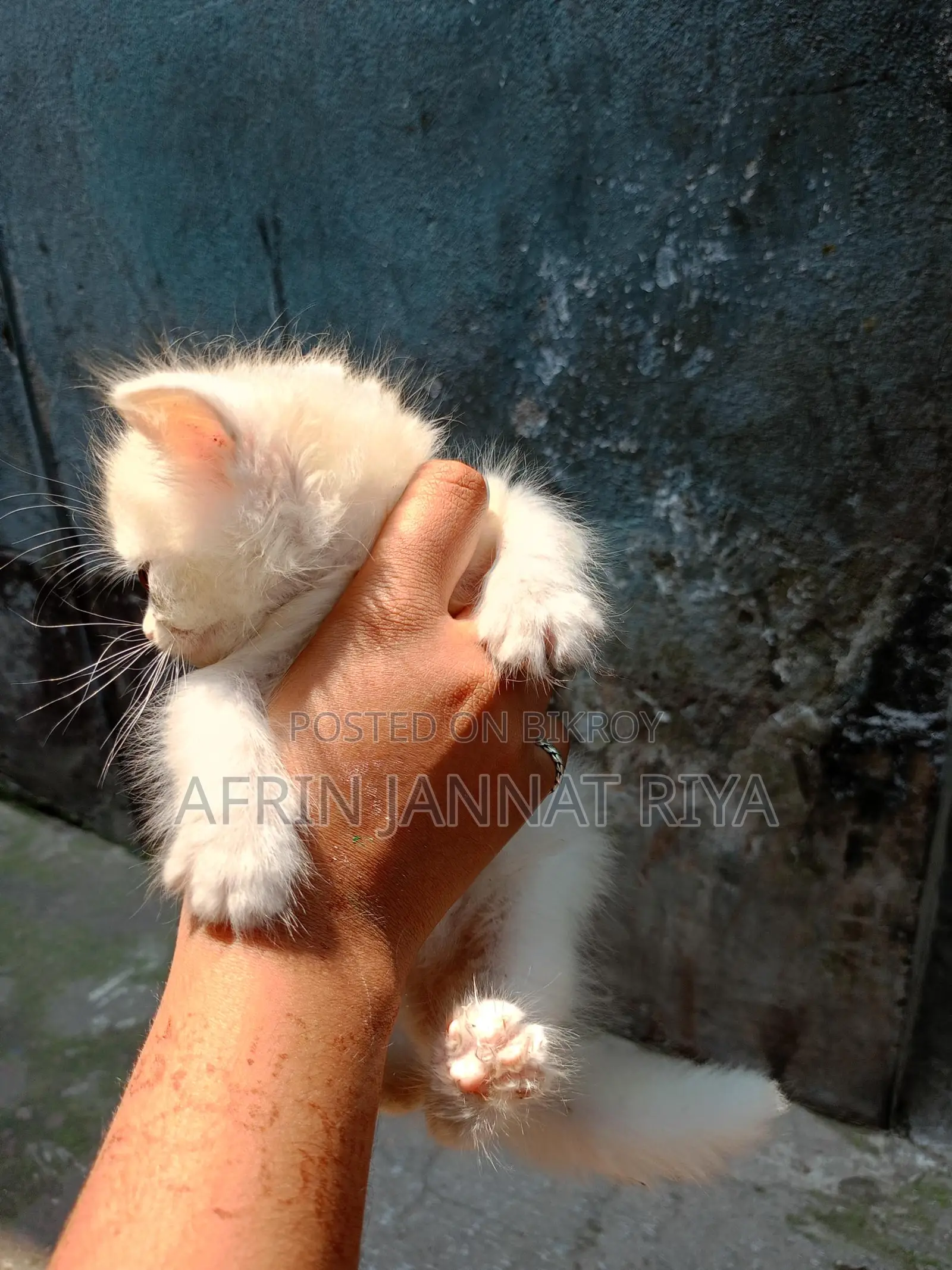 Traditional Persian For Sale