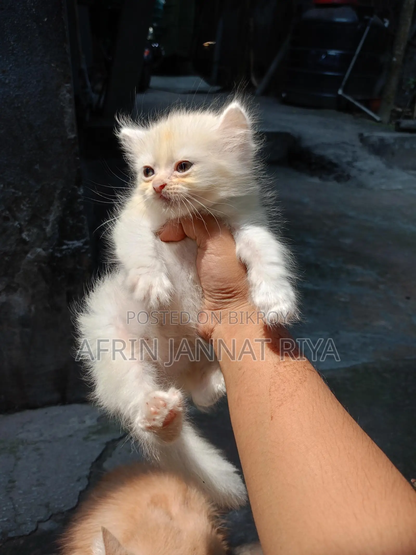 Traditional Persian For Sale