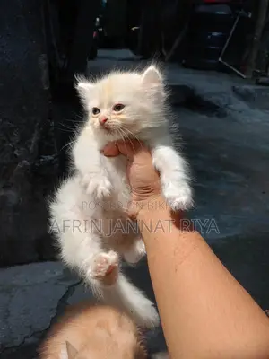 Traditional Persian For Sale