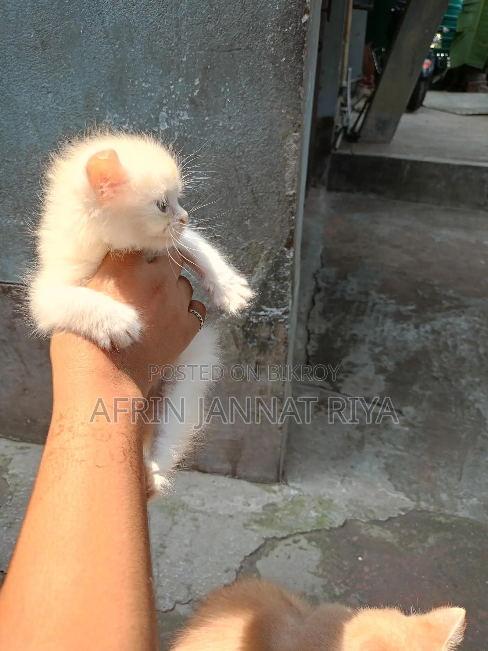 Traditional Persian For Sale