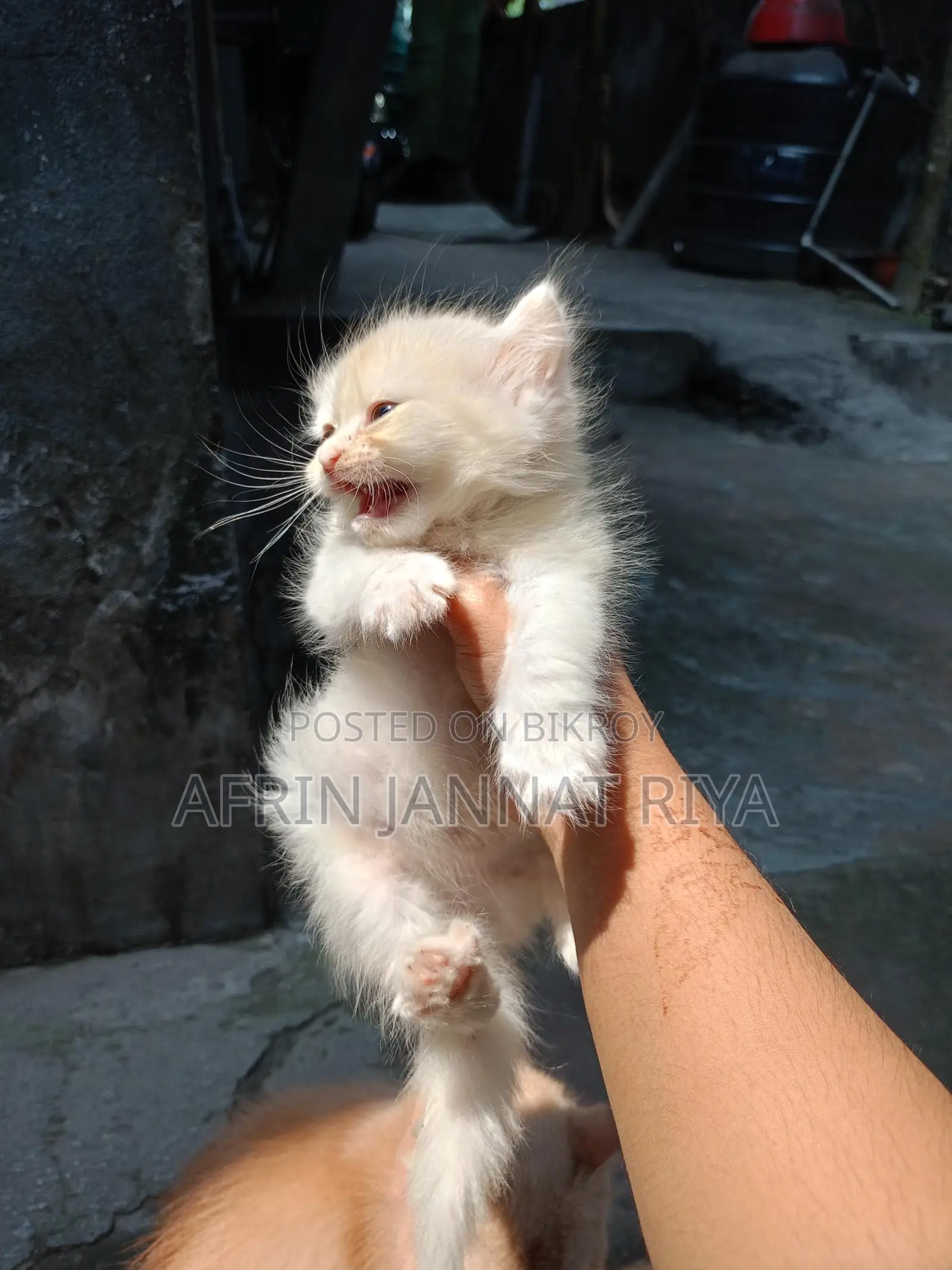 Traditional Persian For Sale