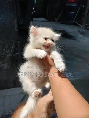 Traditional Persian For Sale