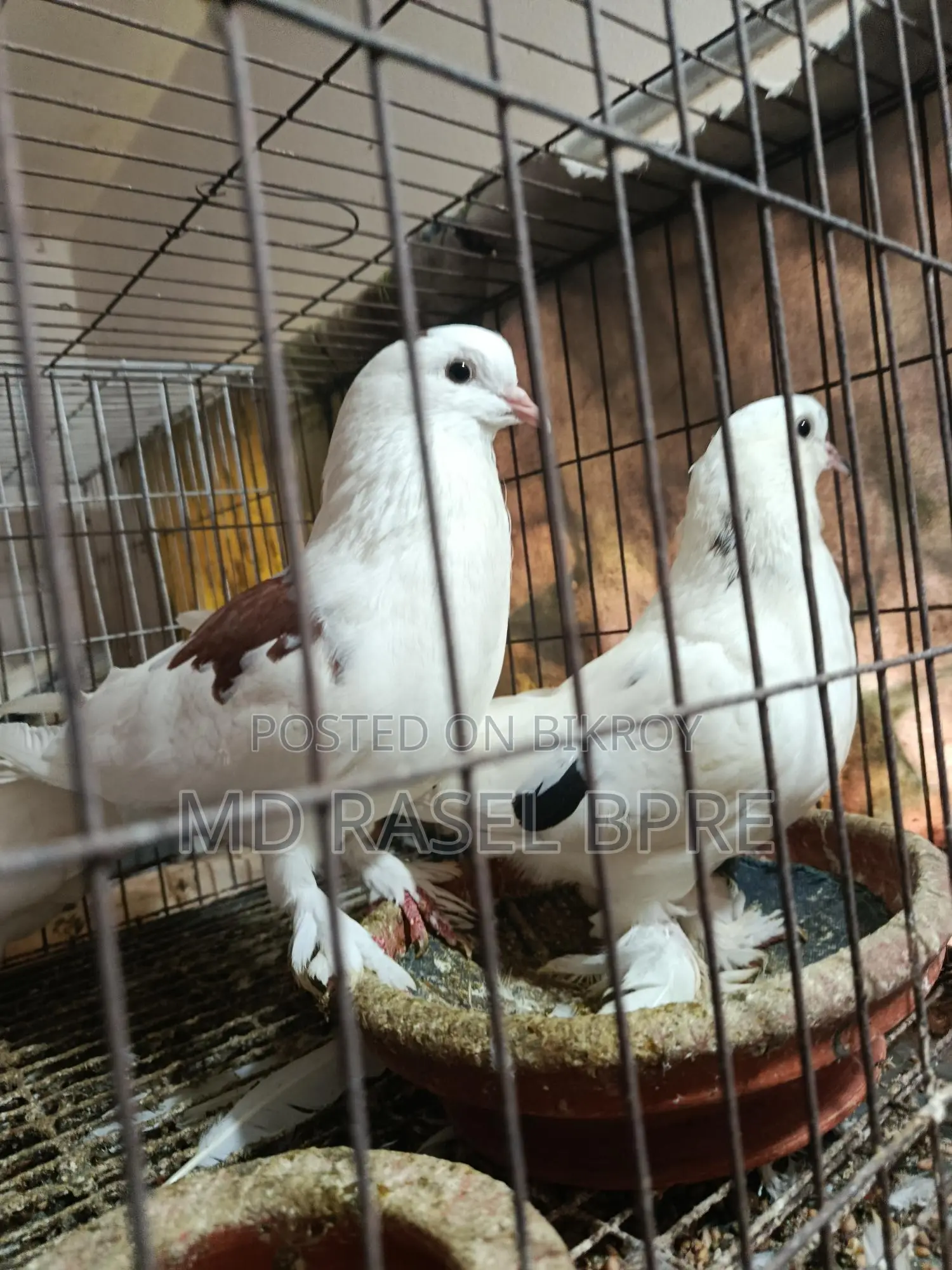 সিরাজি কবুতর বিক্রি হবে