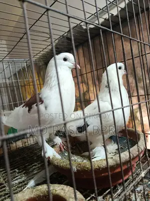 সিরাজি কবুতর বিক্রি হবে