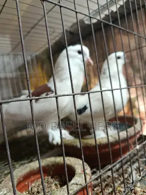 সিরাজি কবুতর বিক্রি হবে