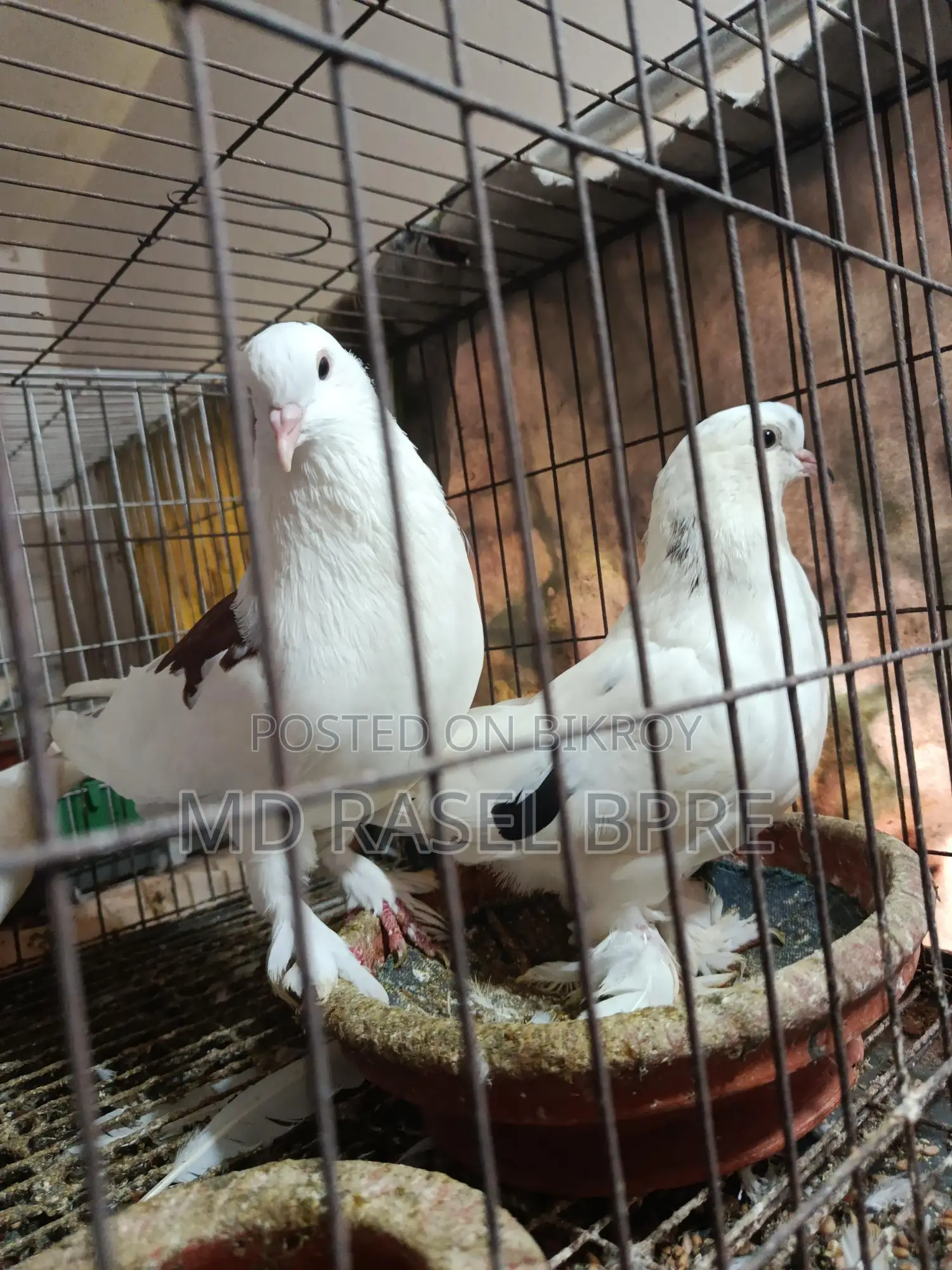 সিরাজি কবুতর বিক্রি হবে