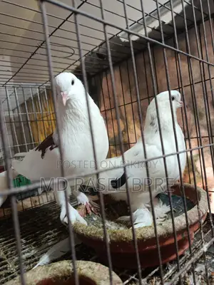 সিরাজি কবুতর বিক্রি হবে