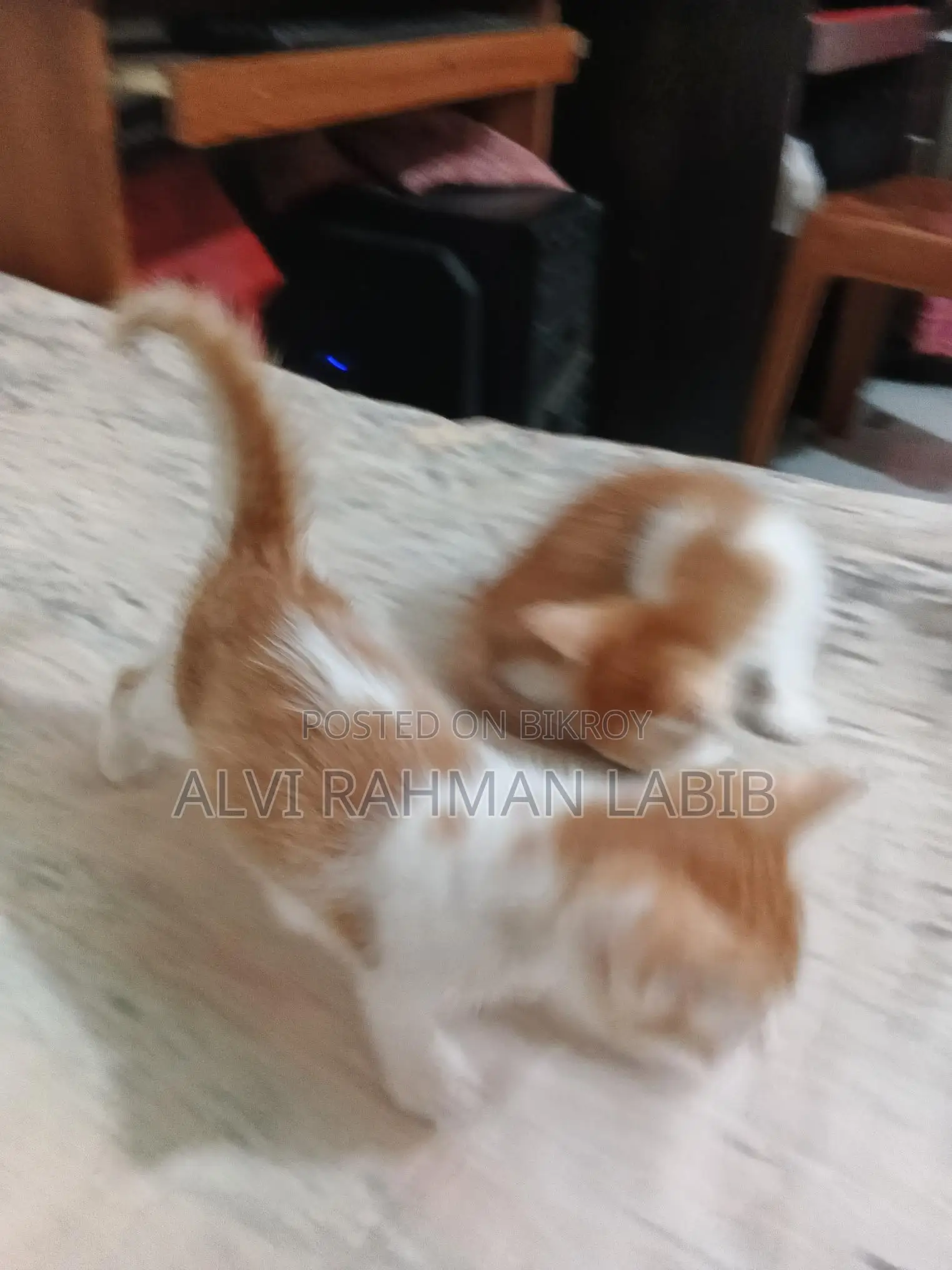 1-3 Months Male Purebred Cat